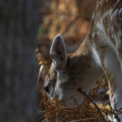Cerf Sika