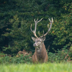 Cerfs biches