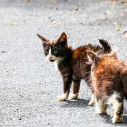 Chats