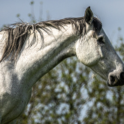 Cheval