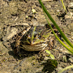Grenouille