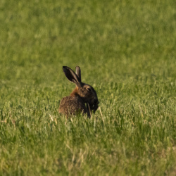 Lapins