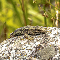 Lézard