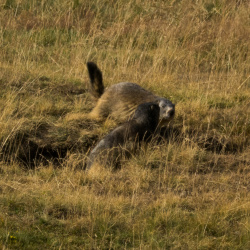 Marmottes