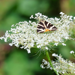 Papillons