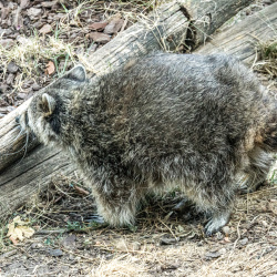 Parcs animaliers