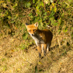 Renard