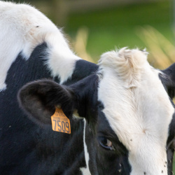 Vaches